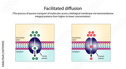 Facilitated Diffusion through a specific or non specific transporter protein. The passive movement of molecules along the concentration gradient. Passive Transport.  Vector illustration.