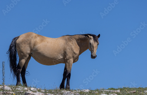 Beautiful Wild Horse in the Pryor Mountains Wild Horse Range Montana in Summer