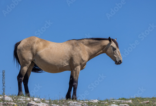 Beautiful Wild Horse in the Pryor Mountains Wild Horse Range Montana in Summer © natureguy