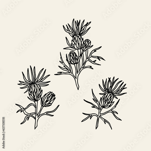 Hand drawn milk thistle illustration