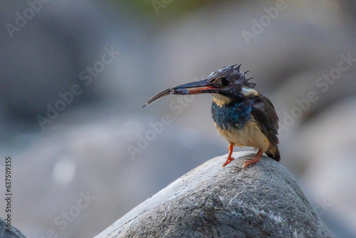 A critically endangered javan Blue-banded Kingfisher alcedo euryzona eating fish near river stream, natural bokeh background © Ralfa Padantya