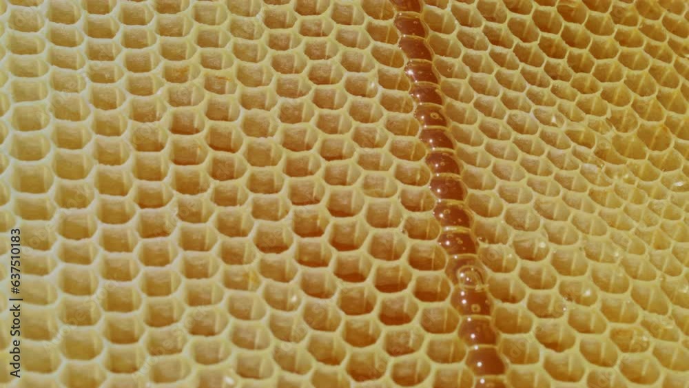 Extreme close-up of honeycombs filled with natural honey. Agriculture. Beekeeping concept. Macro video of delicious organic honey flowing in cells in beehive. Extreme close-up of honeycombs filled with natural honey. Agriculture. Beekeeping concept. Macro video of delicious organic honey flowing in cells in beehive.