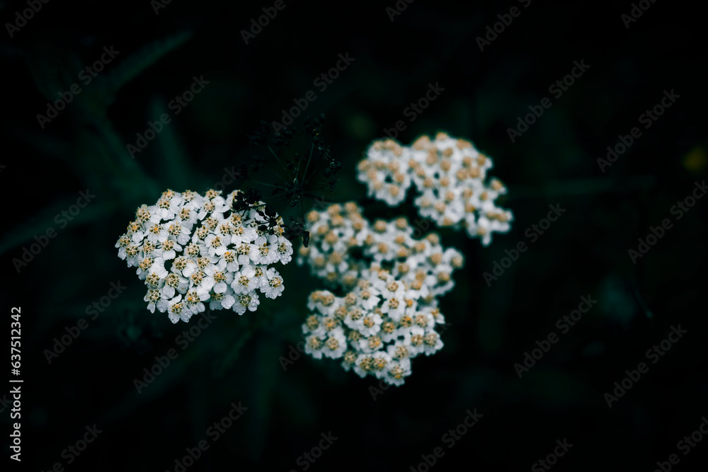 A close up of  small white yarrow flowers