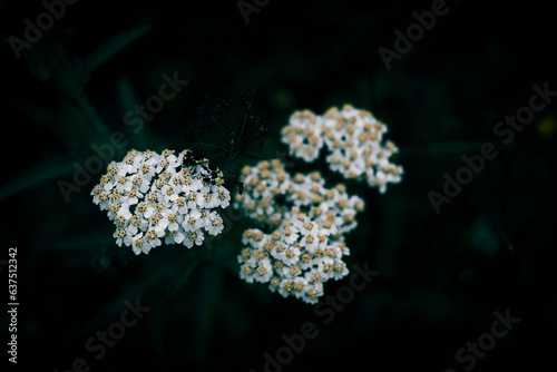 A close up of small white yarrow flowers