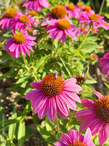 Bee on a Pink Margarita Flower Gathering Pollen 