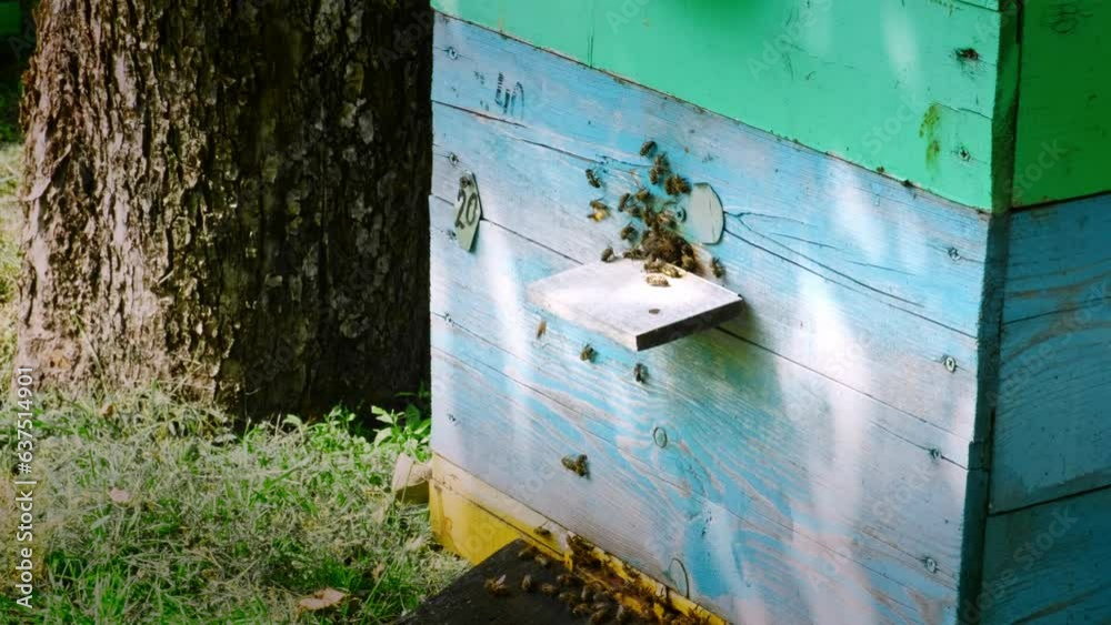 A swarm of bees brings nectra to a beehive in the backyard of a private rural home. Beekeeping and honey collection A swarm of bees brings nectra to a beehive in the backyard of a private rural home. Beekeeping and honey collection