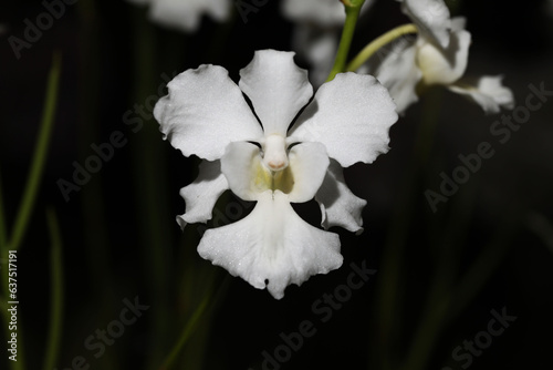 White orchid flower of Papilionanda cooperi white wings photo