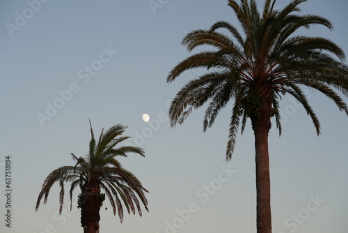 palm trees on sky