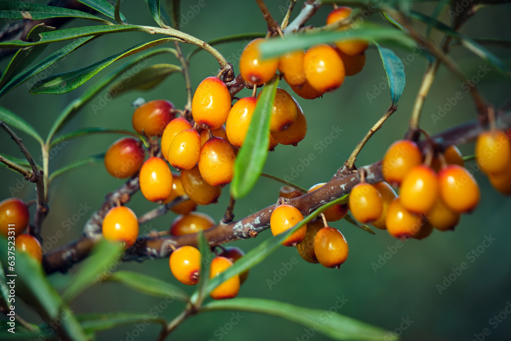 Branch with sea buckthorn in closeup.Delicious berry with vitamins C, E and B.