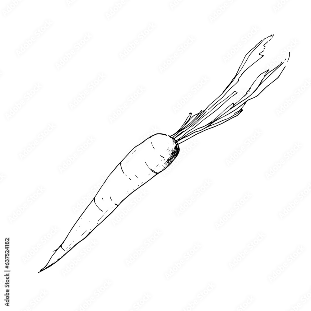 Obraz premium Graphic drawing of carrot isolated on white background for menu and design 