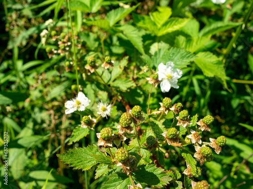 blackberry flowers and green berries in the spring in the park