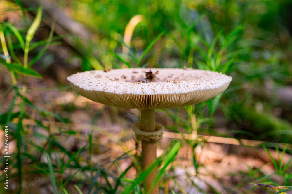 Beautiful photo of wild mushrooms. Beautiful photo of wild mushrooms.