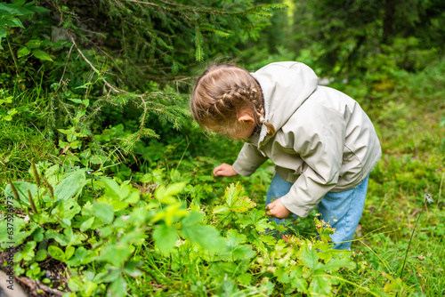 Little girl in forest of Alps picking wild strawberries at the morning in summer day