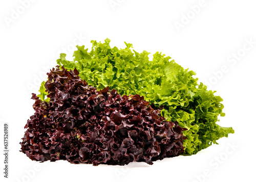Two bunches of lettuce on a white background close-up