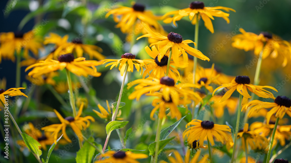 yellow flowers in the garden yellow flowers in the garden