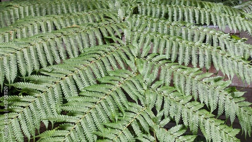 Pattern of a large leaf of the large fern Angiopteris evecta