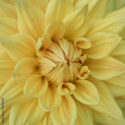 Dahlia Flower With Yellow Leaves  Yellow Flowers  Closeup