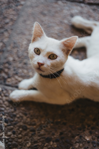 semi-feral cat in eastern andalucia living in a traditional farmhouse