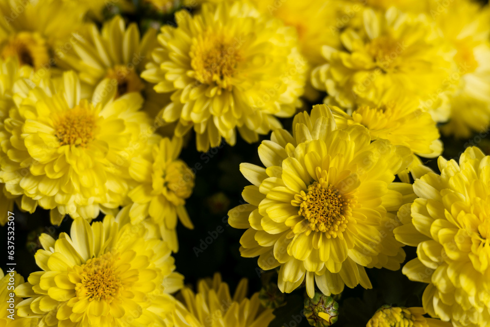 Macro image of yellow Chrysanthemum flowering plant Macro image of yellow Chrysanthemum flowering plant