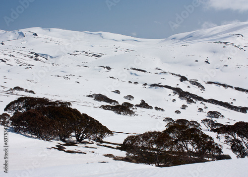Slopes with gum trees in Charlotte's Pass ski resort in Australia