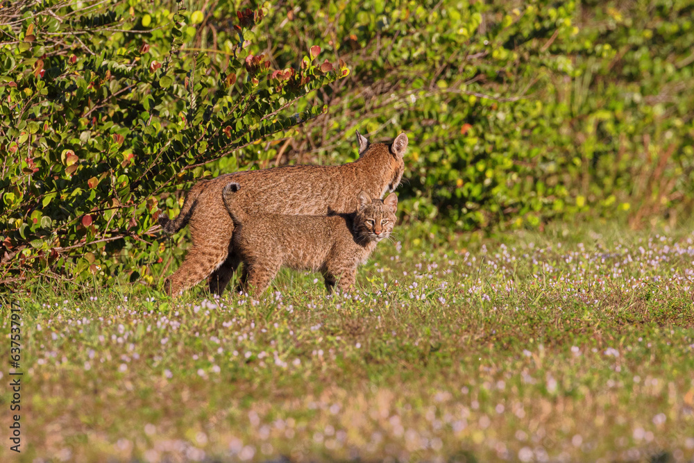 Bobcat Mother and Kitten in a field Bobcat Mother and Kitten in a field