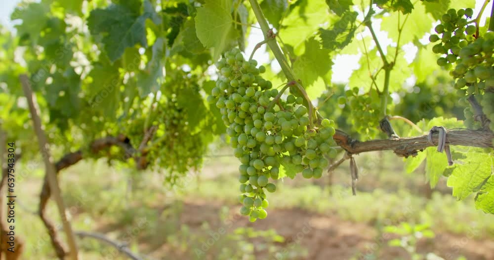 White grape close-up with agronomist enologist go in vineyard for checks state of health of grapes on background White grape close-up with agronomist enologist go in vineyard for checks state of health of grapes on background