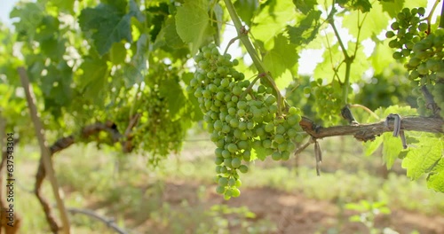 Wallpaper Mural White grape close-up with agronomist enologist go in vineyard for checks state of health of grapes on background Torontodigital.ca