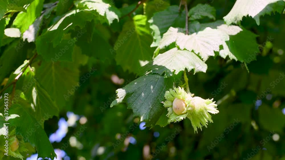 sunny Hazelnut fruit on Hazel tree in August in the Italian Lazio region sunny Hazelnut fruit on Hazel tree in August in the Italian Lazio region