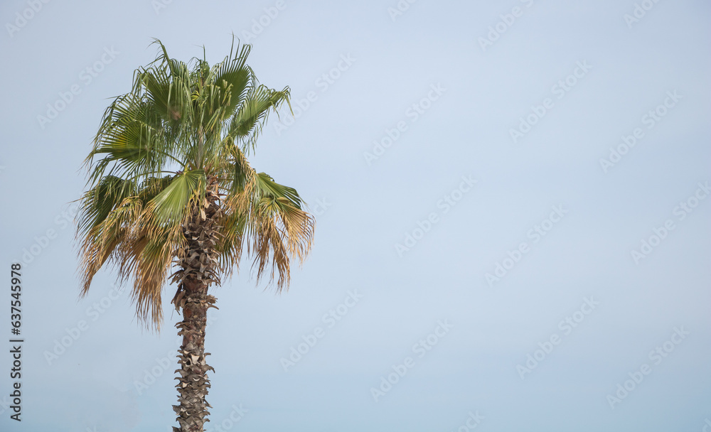 Fototapeta premium Palm tree on a blue sky background with copy space for text