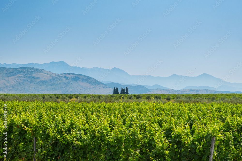 Close up of rows of vine in vineyards in Montenegro. Grape field. Wine industry. Farming concept Close up of rows of vine in vineyards in Montenegro. Grape field. Wine industry. Farming concept