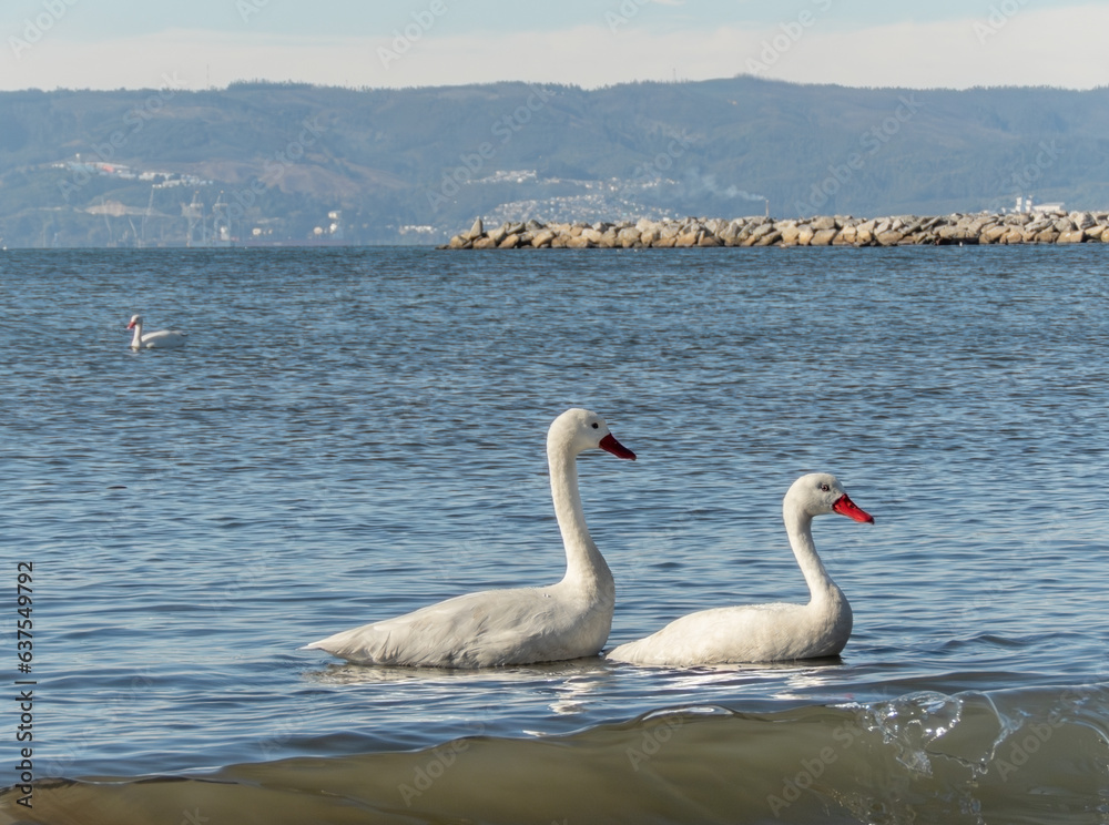 a pair of chilean coscoroba swans swimming on the sea in shore chilean next to the beach summer morning a pair of chilean coscoroba swans swimming on the sea in shore chilean next to the beach summer morning