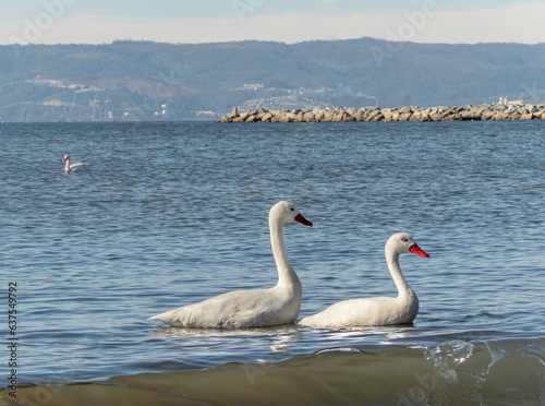 a pair of chilean coscoroba swans swimming on the sea in shore chilean next to the beach summer morning