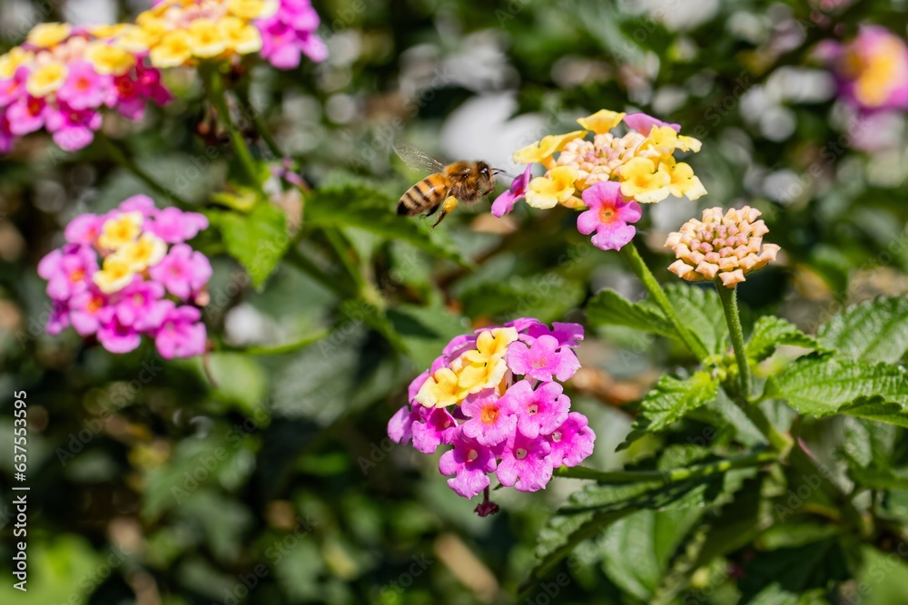 Fototapeta premium Bee approaching Lantana camara 'Fabiola'