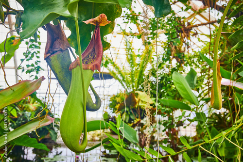 Solid green pitcher plant with red carnivorous opening and blurred greenhouse windows