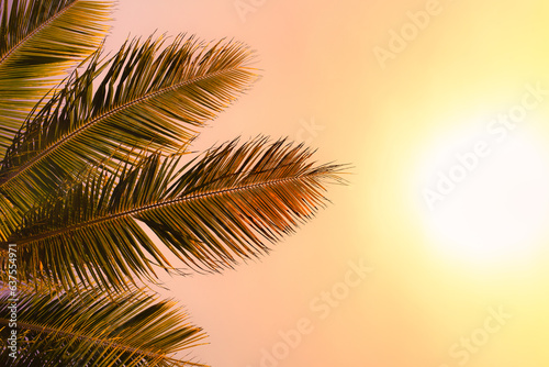 Tropical palm tree leaves and beautiful golden sunset sky  © kieferpix