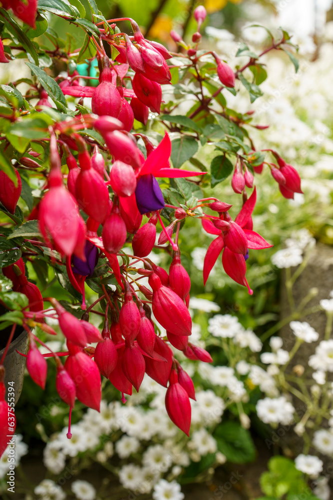 Obraz premium Fleurs Fuchsia