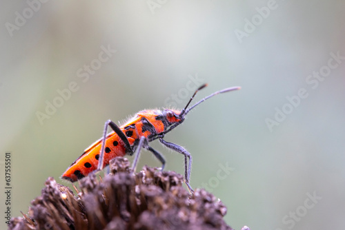 Cinnamon Bug (Corizus hyoscyami). photo