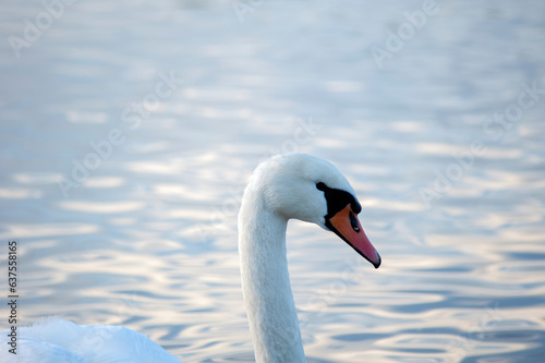 portrait of the head of a swan eating food on the shore