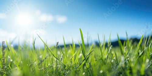 Beautiful panoramic natural landscape of a green field with grass against a blue sky with sun. Spring summer blurred background. Generative AI