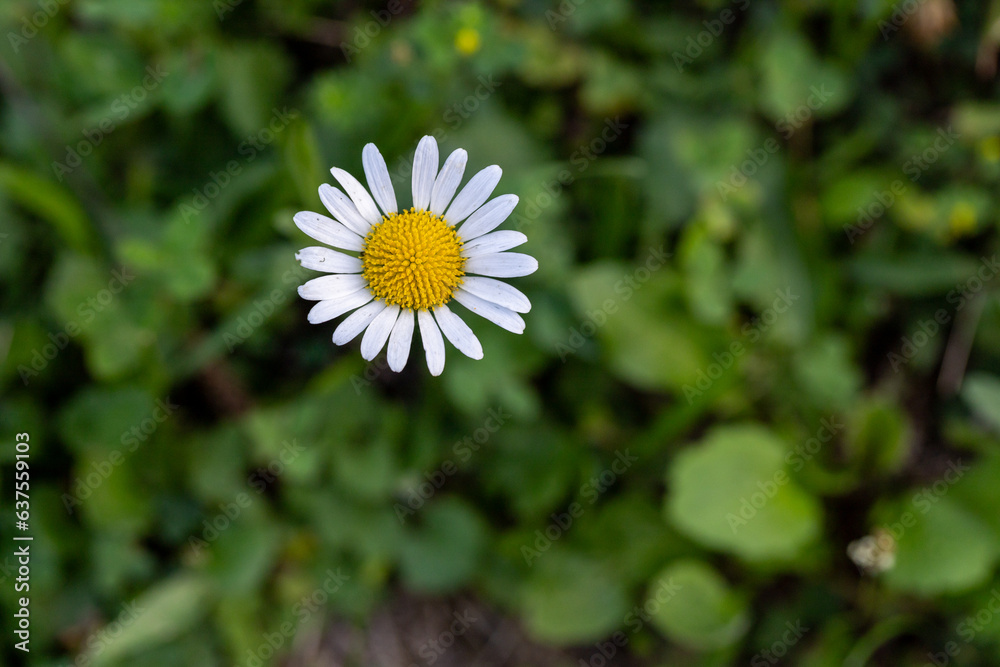Habitat for insects, wildflowers and herbs in rural garden. Habitat for insects, wildflowers and herbs in rural garden.