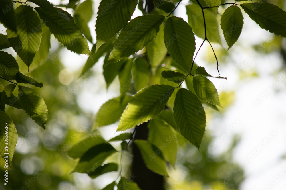 I love the look of these pretty leaves with the sun shining through. It almost makes the green glow. The little brown stems of the branches helping to support them in the air. I love the look of these pretty leaves with the sun shining through. It almost makes the green glow. The little brown stems of the branches helping to support them in the air.