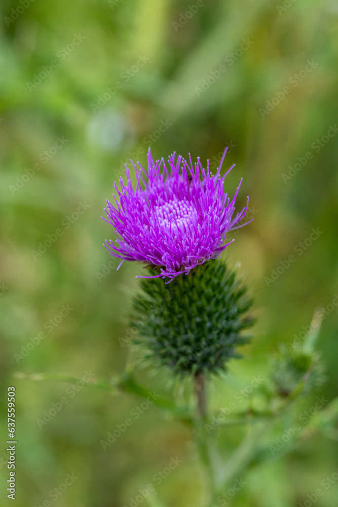 Habitat for insects, wildflowers and herbs in rural garden. Habitat for insects, wildflowers and herbs in rural garden.