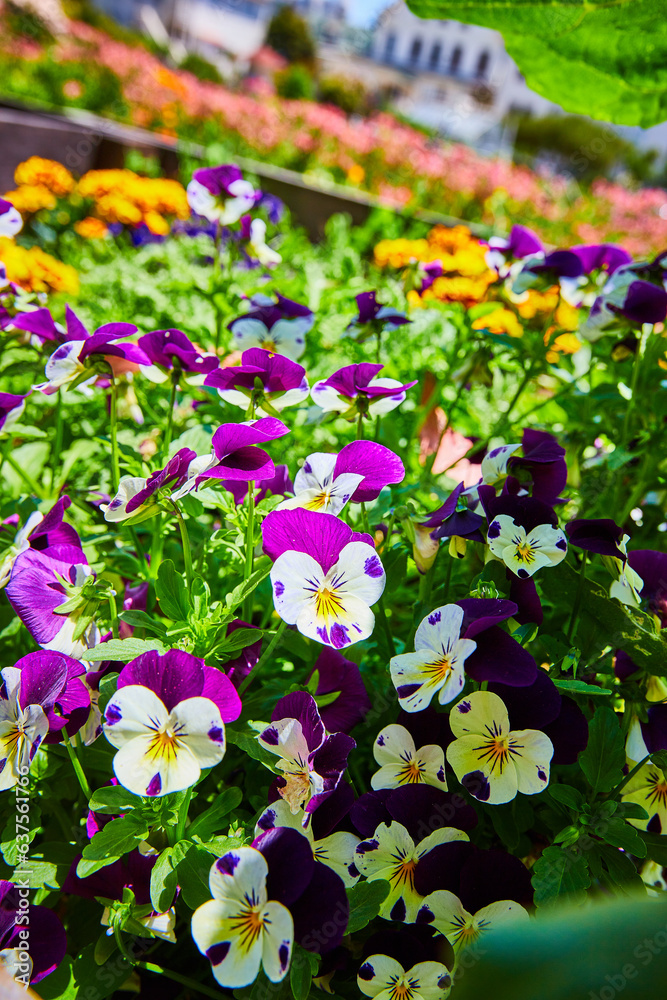 Pretty purple flowers beside white flowers with purple spots and yellow centers in colorful garden