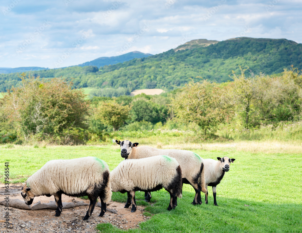 Sheep grazing on a meadow,near to Malvern Hills,Herefordshire,England,United Kingdom.