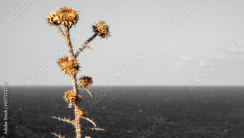 wild Milk Thistle dry on the slope of a valley with a sea view in black and white