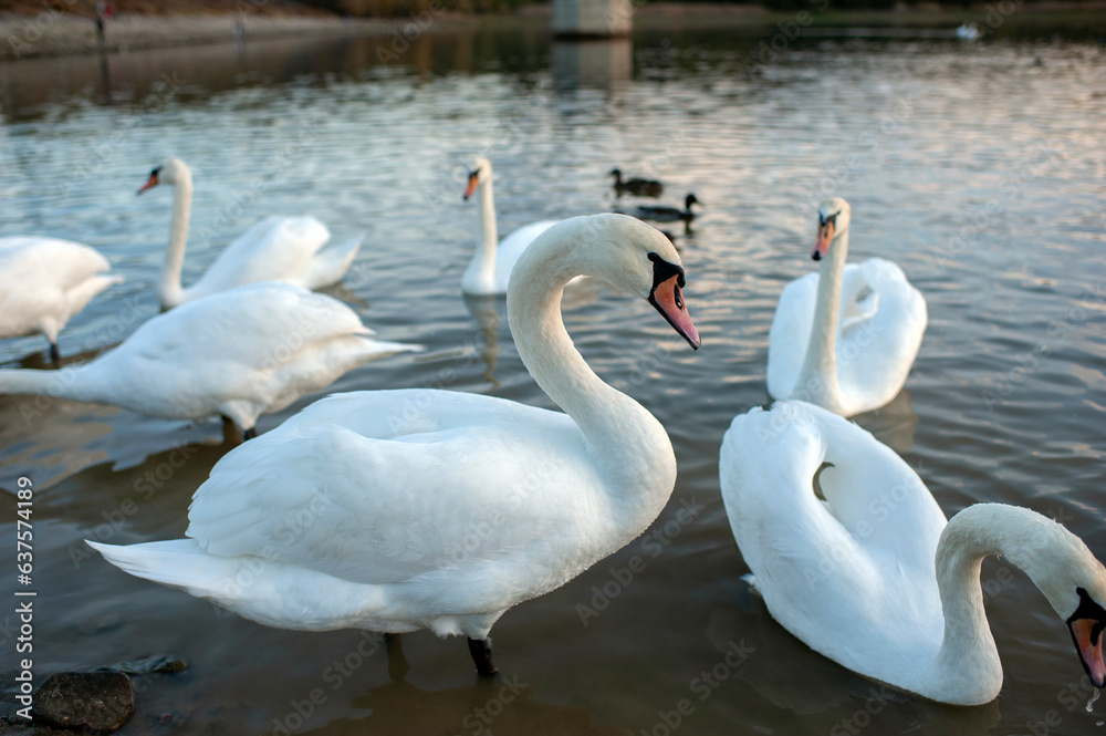 White swan onlake shore. Swan on beach. Swan on shore White swan onlake shore. Swan on beach. Swan on shore