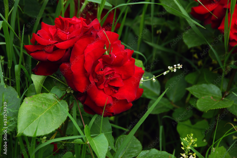 Beautiful flowers in the garden Beautiful flowers in the garden