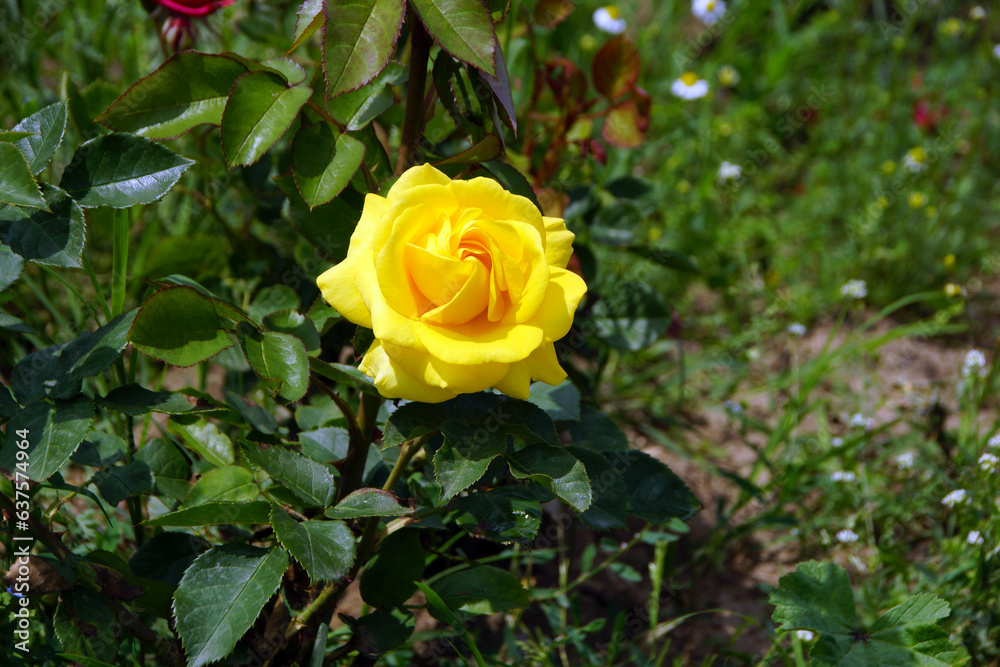 Beautiful flowers in the garden Beautiful flowers in the garden
