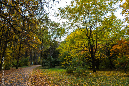 colorful autumn trees in the park. beautiful autumn landscape