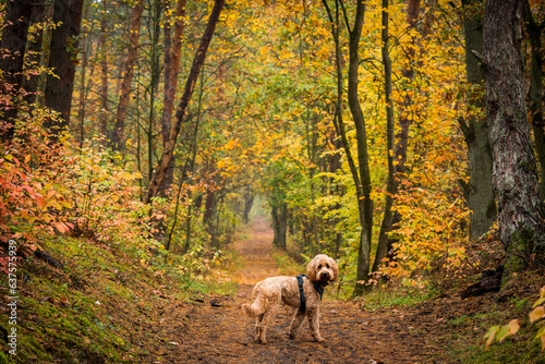 dog in the woods looking back